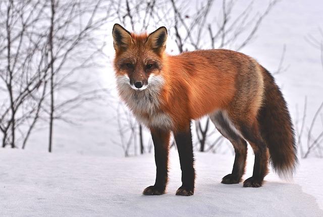 Jak Matrace Fox Odpovídá Potřebám Různých Spáčů