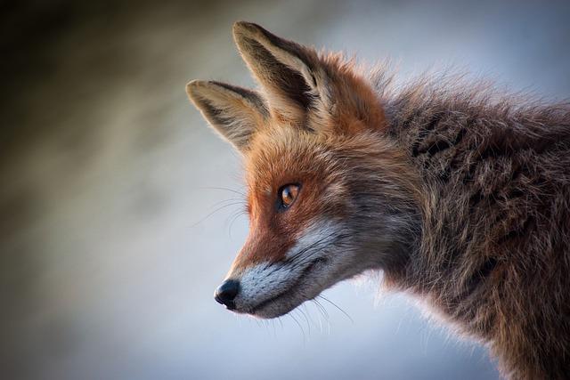 Matrace Fox: Přehled Základních Vlastností