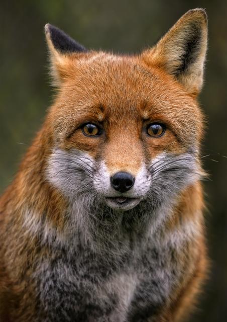 Jak Tropico Fox Odpovídá Potřebám Různých Spáčů