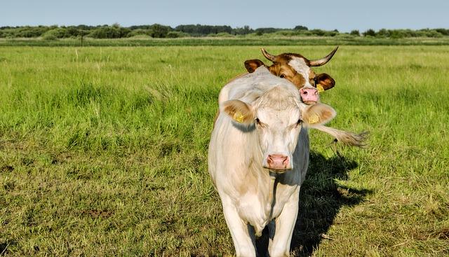 Osobní zkušenosti ‌uživatelů​ s matracemi Senza Bio