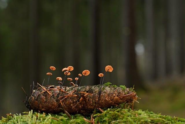 Výhody⁣ koňských‌ žíní ⁣pro‌ zdravý a kvalitní ⁤spánek