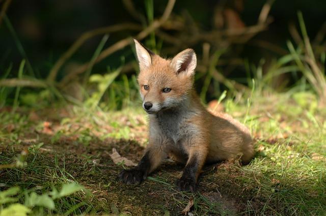 Kde Koupit Matrace Fox a Na Co si Dát Pozor